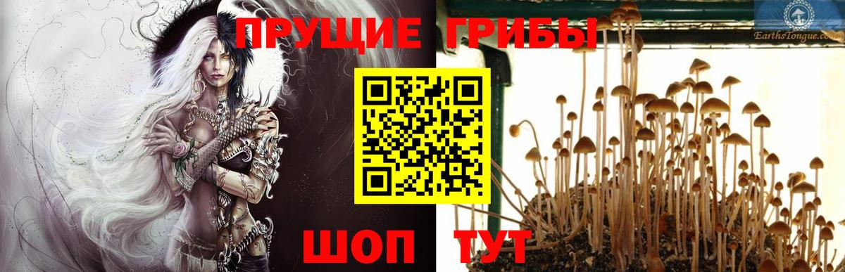 Галлюциногенные грибы Psilocybine cubensis Кореновск